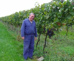 Vinařství, ve kterém réva roste pod lékařským dohledem