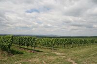 Stříbro ve Farmě roku 2016 - Vinařství Maděřič