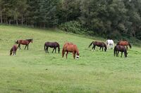 Farma Jiřičná – páté místo ve Farmě roku 2014