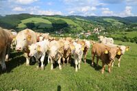 ASZ Vsetín - Kde končí chleba a začíná kamení