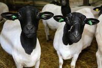 ASZ Vsetín - Kde končí chleba a začíná kamení