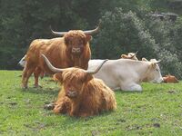 ASZ Vsetín - Kde končí chleba a začíná kamení