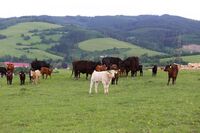 ASZ Vsetín - Kde končí chleba a začíná kamení