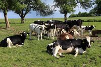 ASZ Vsetín - Kde končí chleba a začíná kamení