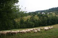 ASZ Vsetín - Kde končí chleba a začíná kamení