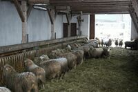 Chov ovcí i agroturistika v kraji zapadlých vlastenců 