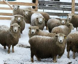 Chov ovcí i agroturistika v kraji zapadlých vlastenců 