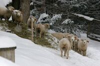 Chov ovcí i agroturistika v kraji zapadlých vlastenců Chov ovcí i agroturistika v kraji zapadlých vlastenců