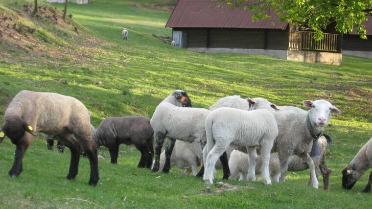Za chovem ovcí a koz do přírodního areálu Zlobice již příští sobotu 