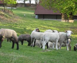Za chovem ovcí a koz do přírodního areálu Zlobice již příští sobotu