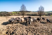 Jak farmáři v EU vnímají svou ekonomickou situaci?