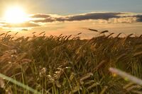 Život na islandské farmě Stjörnugrís