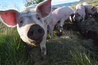 Život na islandské farmě Stjörnugrís