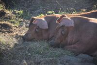 Život na islandské farmě Stjörnugrís