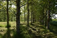 Život na islandské farmě Stjörnugrís