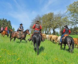 Život na vesnici přináší kůň