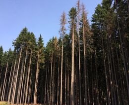 Třicet let zkušeností lesníka Vladislava Ferkla jako naděje pro české lesy