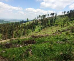 Dušan Utinek: Lesy nebudou jen továrny na dřevo. Sláva!