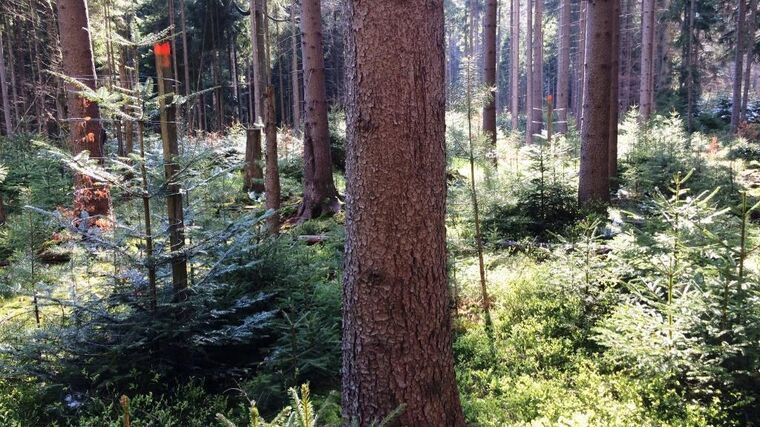 Zachrání sedláci své lesy? Díl II. Adaptace lesů na klimatickou změnu a její překážky