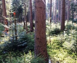 Zachrání sedláci své lesy? Díl II. Adaptace lesů na klimatickou změnu a její překážky