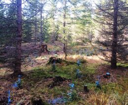 SVOL: Chystaná novela zákona o požární ochraně přidá lesníkům práci bez náhrady