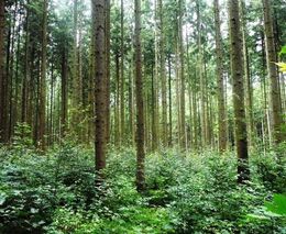 Jaroslav Veškrna: Zakořeněné omyly v obnově lesa