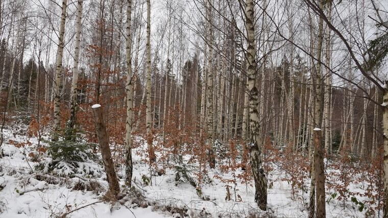 Ekonomická situace vlastníků lesa se předloni zhoršila, zisk klesl o 56 procent