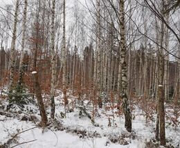 Ekonomická situace vlastníků lesa se předloni zhoršila, zisk klesl o 56 procent