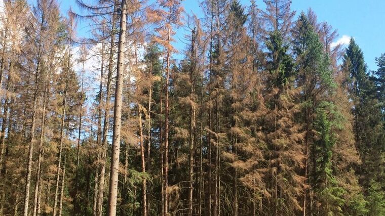 Babišova vláda tristní stav našich lesů nevyřešila. Dočkáme se potřebné novely zákona o myslivosti?