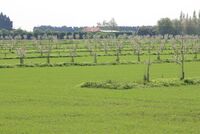 Stephen Briggs: Agrolesnické systémy jsou pro české zemědělce jasná budoucnost