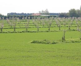 Co přinesl první rok dotací na podporu agrolesnictví a jak to bude dál s krajinnými prvky