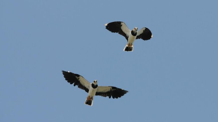 O pěti penězích v polích…