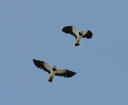 O pěti penězích v polích…