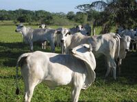 Dolores Bata: Chci jen spravedlnost pro svou rodinu, aby se tu i dál mohla cítit jako doma