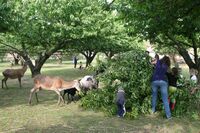 Maso z volně žijících zvířat je pro konzumenty velmi prospěšné, vyzdvihuje „záhumenkář“ Radim Kotrba