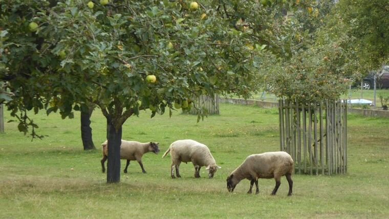 Zakládání a management agrolesnických systémů