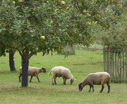 Zakládání a management agrolesnických systémů