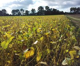 Z vlastní sóji a slunečnice lisuje Roman Koutek olej