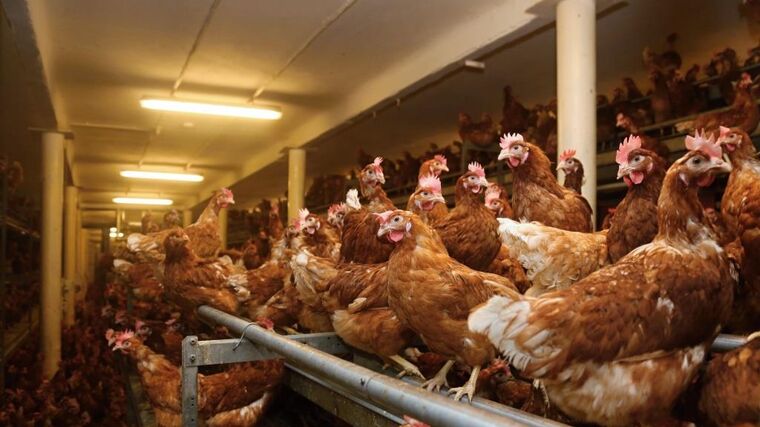 Trendy v chovu nosnic určují z velké míry spotřebitelé