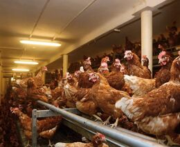 Trendy v chovu nosnic určují z velké míry spotřebitelé