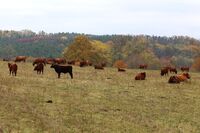 S Vladimírem Kunclem o krajině, kde se pasou krávy a koně, a je v ní mlýn a zvláštní kaple a…