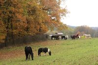 S Vladimírem Kunclem o krajině, kde se pasou krávy a koně, a je v ní mlýn a zvláštní kaple a…