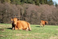 Geograf Radim Perlín: Malý zemědělec nebo rodinná farma jsou kořením krajiny