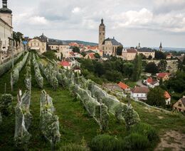 Noční mráz decimuje úrodu révy. Škody jdou do stovek milionů, hlásí vinaři