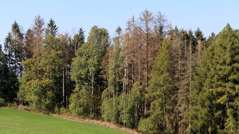 Kůrovcová kalamita má letos podle ředitele Lesů ČR lokální charakter