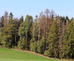 Kůrovcová kalamita má letos podle ředitele Lesů ČR lokální charakter