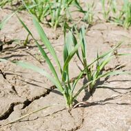 Vědci z CzechGlobe spustili první globální systém monitoringu sucha 