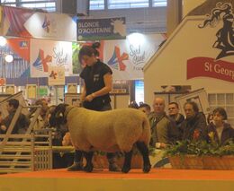 Se Svazem chovatelů ovcí a koz do Francie