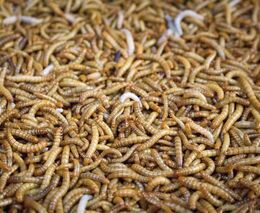 Chleba s larvou potemníka? V Unii má zelenou