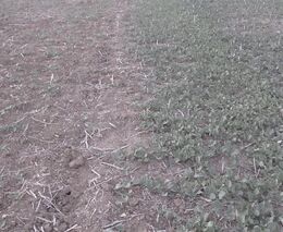 Zpracování půdy po sklizni obilnin a řepky při vysokých teplotách vzduchu